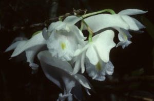 Dendrobium inflatum1