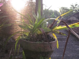 Cymbidium finlaysonianum (Sumatera Barat)