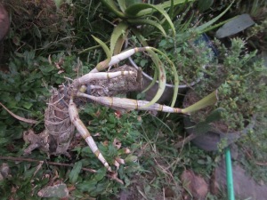 Dendrobium capra (wonosari)